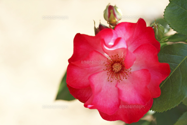 バラ
(c)Tetsuya Tanooka/a.collectionRF