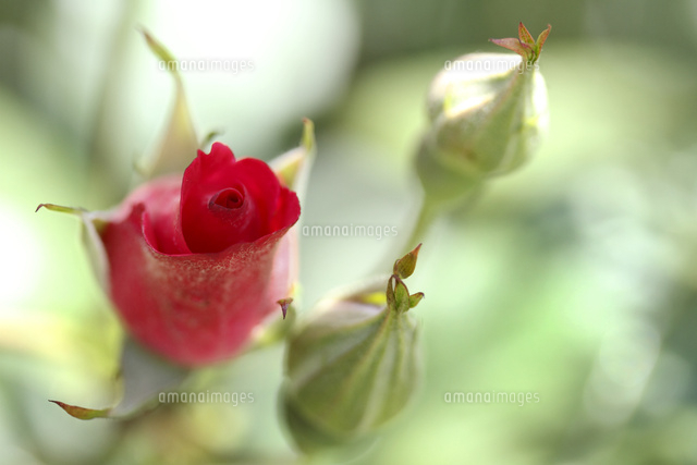 バラ
(c)Tetsuya Tanooka/a.collectionRF