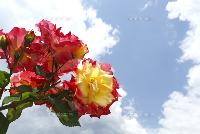 バラ
(c)Tetsuya Tanooka/a.collectionRF