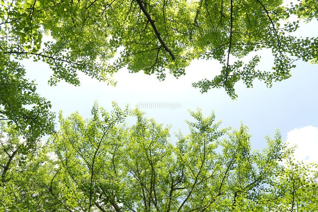 新緑
(c)Tetsuya Tanooka/a.collectionRF