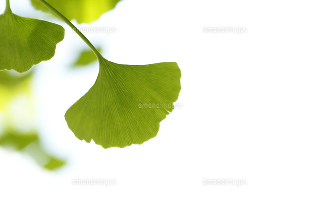 新緑
(c)Tetsuya Tanooka/a.collectionRF