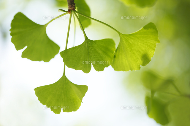 新緑
(c)Tetsuya Tanooka/a.collectionRF