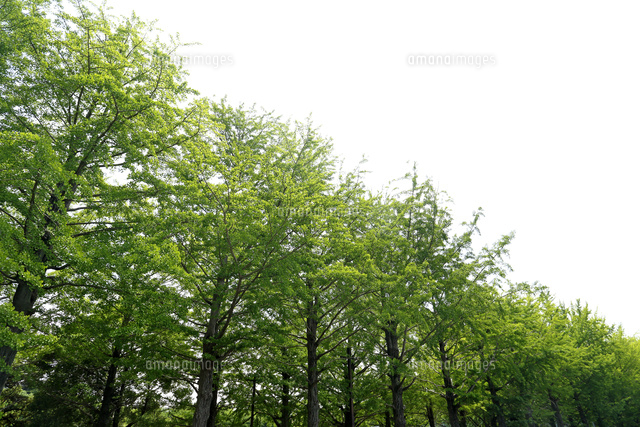 新緑の並木
(c)Tetsuya Tanooka/a.collectionRF