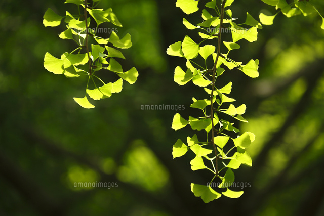 新緑
(c)Tetsuya Tanooka/a.collectionRF