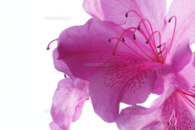 ツツジ
(c)Tetsuya Tanooka/a.collectionRF