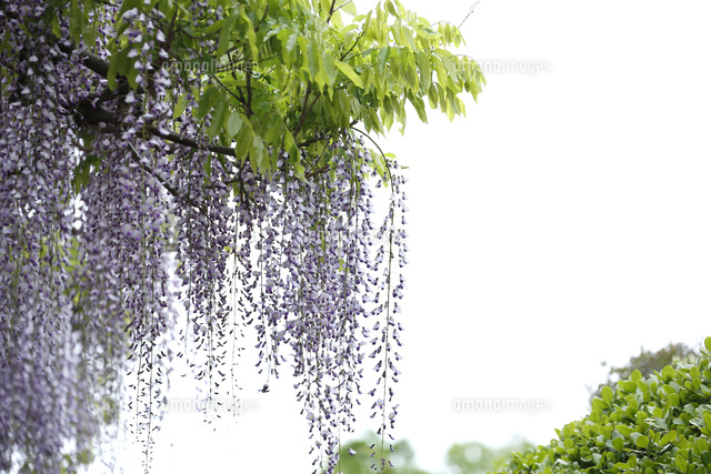 フジ
(c)Tetsuya Tanooka/a.collectionRF
