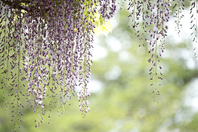 フジ
(c)Tetsuya Tanooka/a.collectionRF