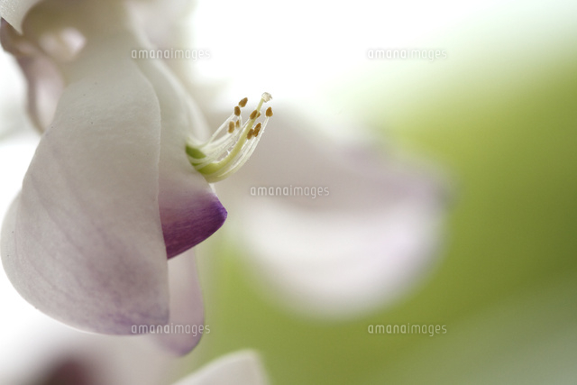 フジ
(c)Tetsuya Tanooka/a.collectionRF