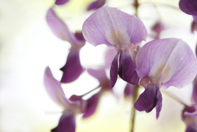 フジ
(c)Tetsuya Tanooka/a.collectionRF