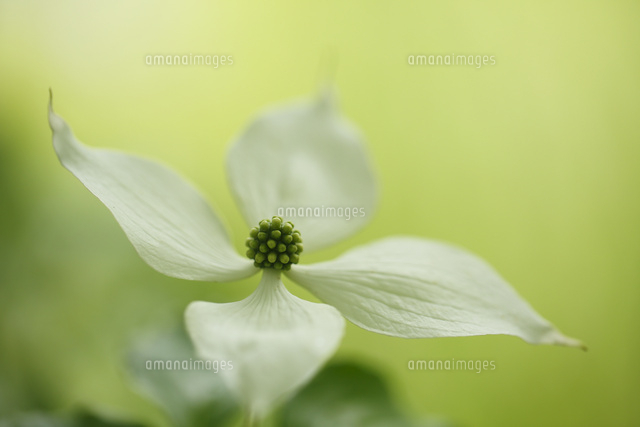 ヤマボウシ
(c)Tetsuya Tanooka/a.collectionRF