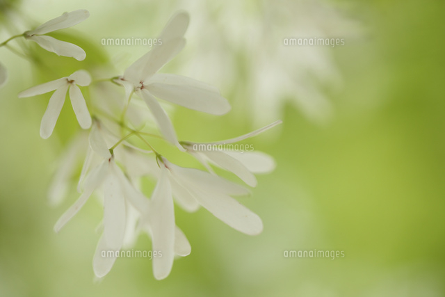 ヒトツバタゴ
(c)Tetsuya Tanooka/a.collectionRF