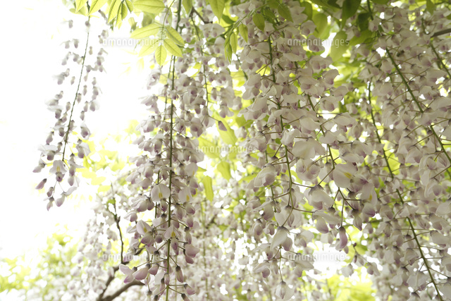 フジ
(c)Tetsuya Tanooka/a.collectionRF
