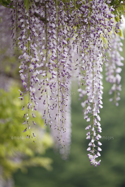 フジ
(c)Tetsuya Tanooka/a.collectionRF
