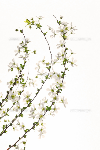 ユキヤナギ
(c)Tetsuya Tanooka/a.collectionRF