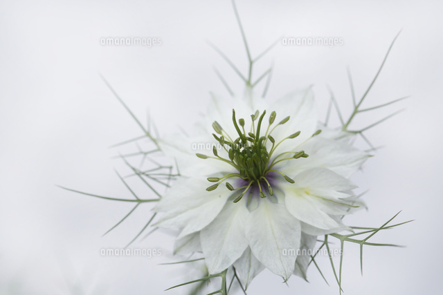 ニゲラ
(c)Tetsuya Tanooka/a.collectionRF