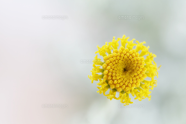 サントリナ
(c)Tetsuya Tanooka/a.collectionRF
