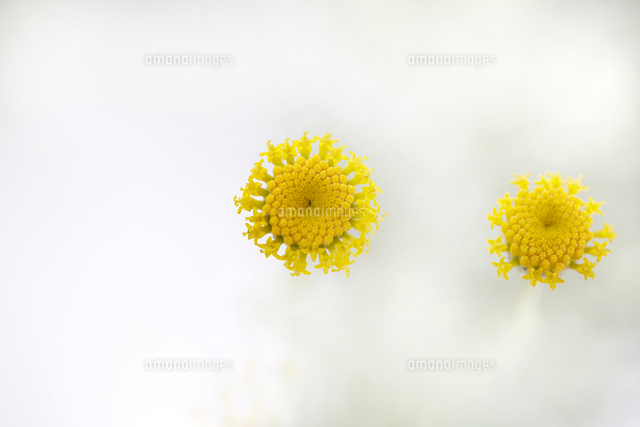 サントリナ
(c)Tetsuya Tanooka/a.collectionRF