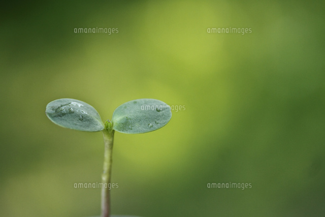 双葉
(c)Tetsuya Tanooka/a.collectionRF