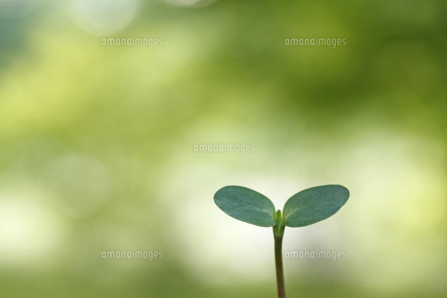 双葉
(c)Tetsuya Tanooka/a.collectionRF