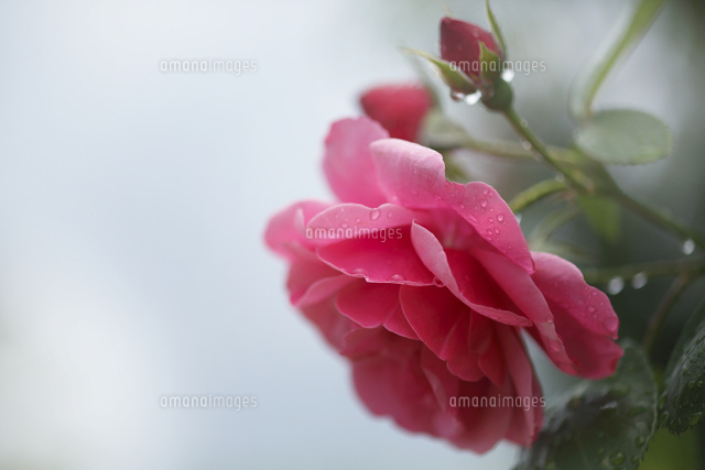 バラ
(c)Tetsuya Tanooka/a.collectionRF