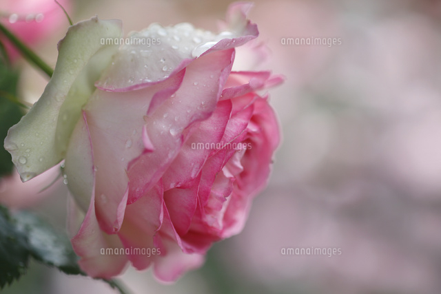 バラ
(c)Tetsuya Tanooka/a.collectionRF