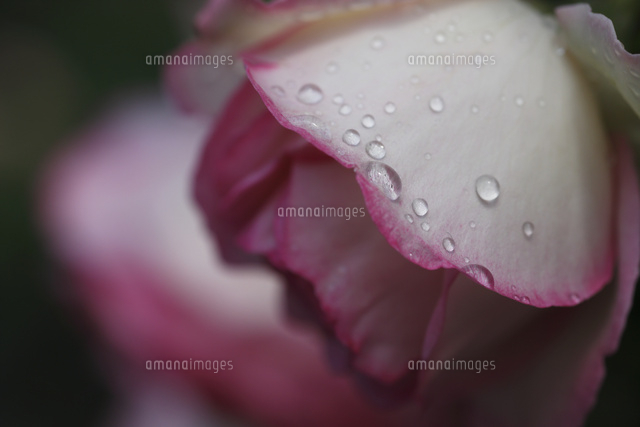 バラ
(c)Tetsuya Tanooka/a.collectionRF