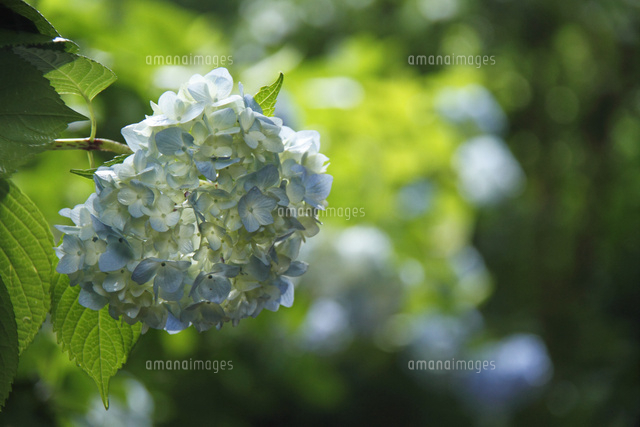 アジサイ
(c)Tetsuya Tanooka/a.collectionRF