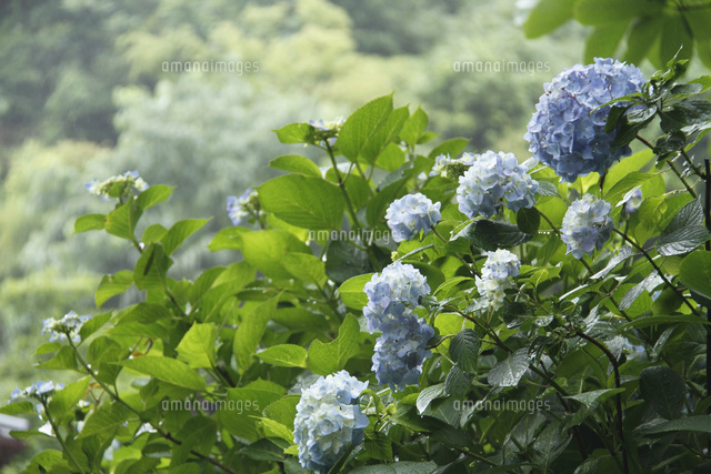 アジサイ
(c)Tetsuya Tanooka/a.collectionRF