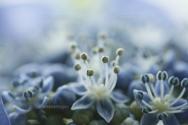 アジサイ
(c)Tetsuya Tanooka/a.collectionRF