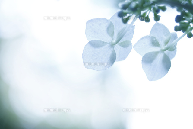 アジサイ
(c)Tetsuya Tanooka/a.collectionRF