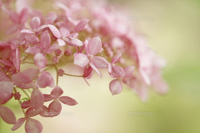 アジサイ
(c)Tetsuya Tanooka/a.collectionRF
