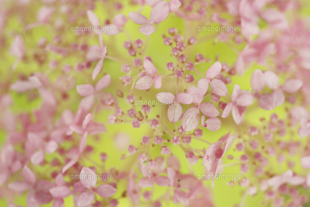 アジサイ
(c)Tetsuya Tanooka/a.collectionRF