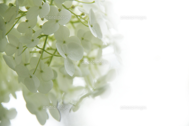 アジサイ
(c)Tetsuya Tanooka/a.collectionRF