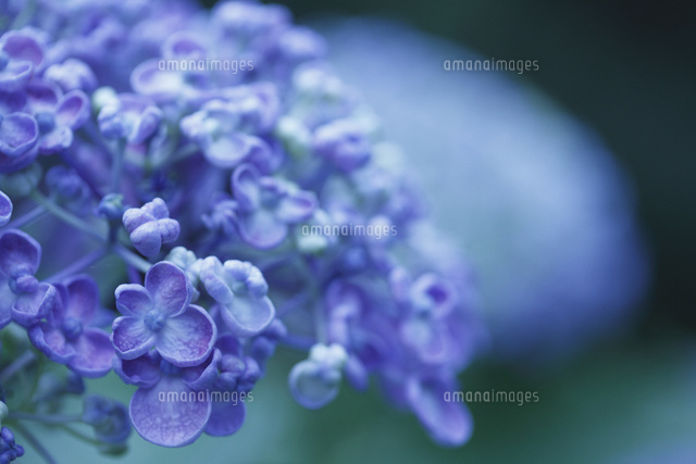 アジサイ
(c)Tetsuya Tanooka/a.collectionRF