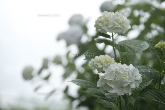 アジサイ
(c)Tetsuya Tanooka/a.collectionRF