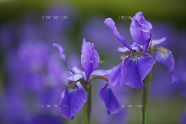 アヤメ
(c)Tetsuya Tanooka/a.collectionRF