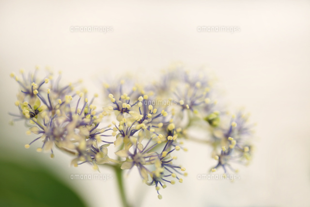 コアジサイ
(c)Tetsuya Tanooka/a.collectionRF