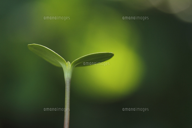 双葉
(c)Tetsuya Tanooka/a.collectionRF