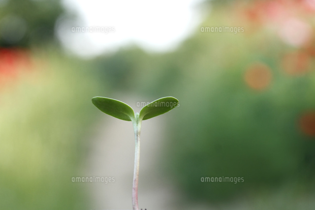 双葉
(c)Tetsuya Tanooka/a.collectionRF