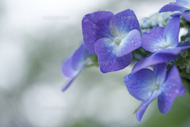 アジサイ
(c)Tetsuya Tanooka/a.collectionRF
