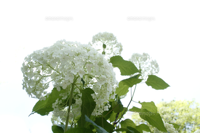 アジサイ
(c)Tetsuya Tanooka/a.collectionRF