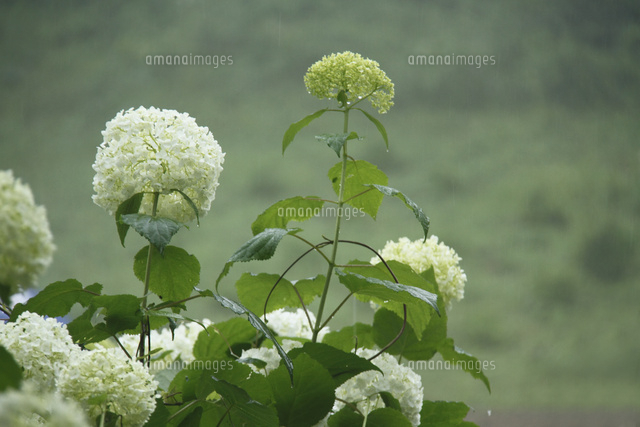 アジサイ
(c)Tetsuya Tanooka/a.collectionRF