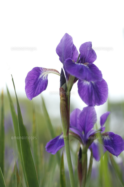 アヤメ
(c)Tetsuya Tanooka/a.collectionRF