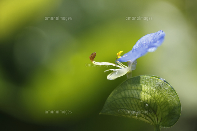ツユクサ
(c)Tetsuya Tanooka/a.collectionRF