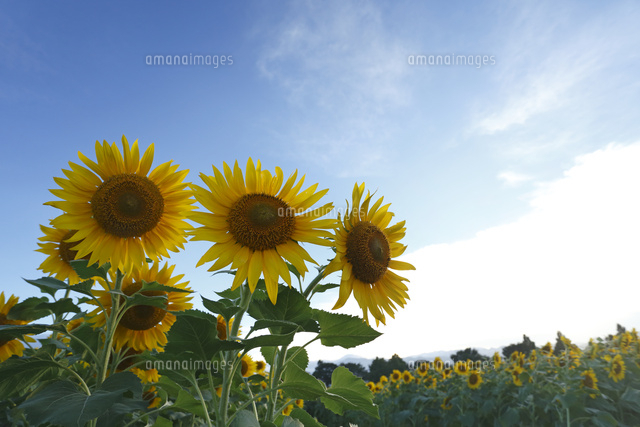 ヒマワリ
(c)Tetsuya Tanooka/a.collectionRF