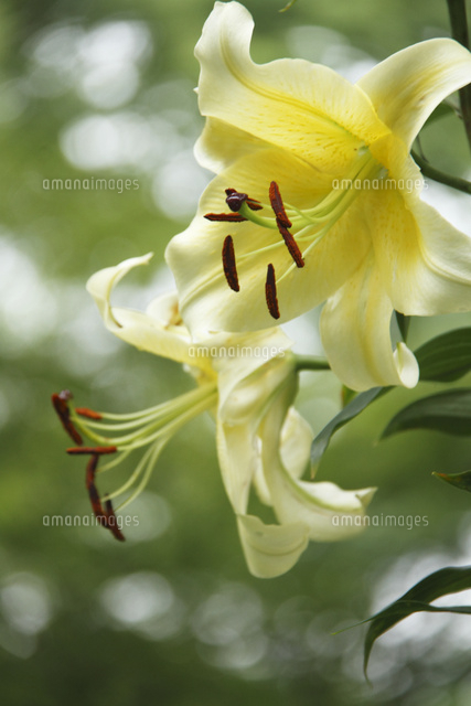 ユリ
(c)Tetsuya Tanooka/a.collectionRF