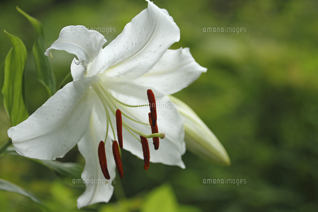 ユリ
(c)Tetsuya Tanooka/a.collectionRF