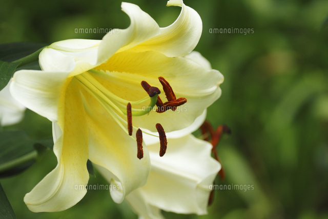 ユリ
(c)Tetsuya Tanooka/a.collectionRF