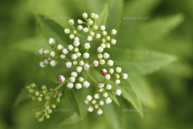 シモツケ
(c)Tetsuya Tanooka/a.collectionRF