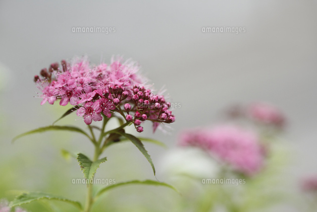 シモツケ
(c)Tetsuya Tanooka/a.collectionRF